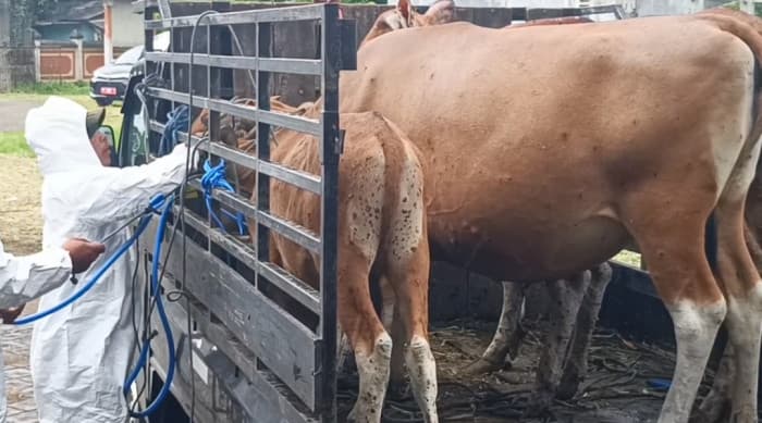 Puluhan Sapi di Jembrana Terjangkit Lumpy Skin Disease