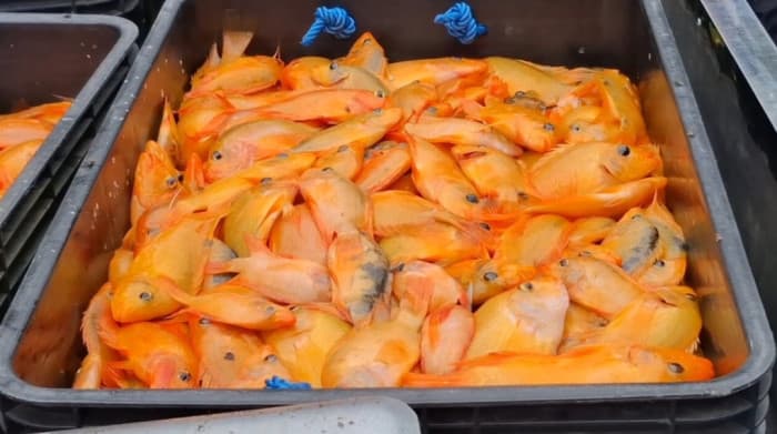 Pengendalian Ikan Red Devil di Danau Batur Digenjot, Lebih dari 18 Ton Berhasil Dikumpulkan