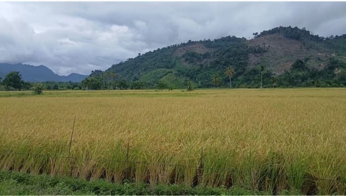 Hadapi El Nino, Aceh Selatan Siapkan Tiga Strategi Pertanian