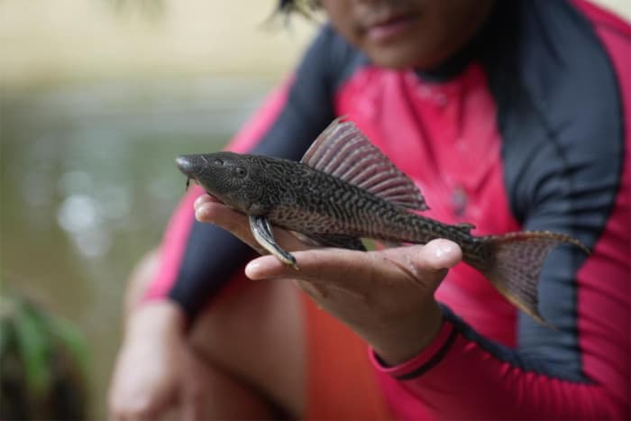 Pramono Tugaskan PJLP Kendalikan Populasi Ikan Sapu-Sapu